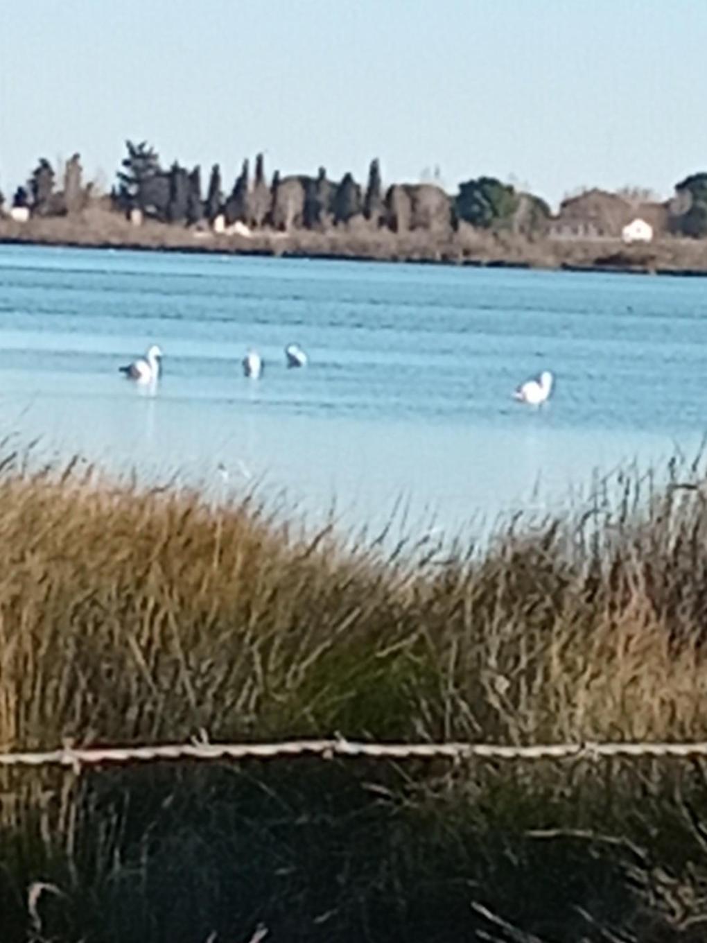 Aigues Mortes Studio De Vacances En Camargue Aigues-Mortes Exterior foto